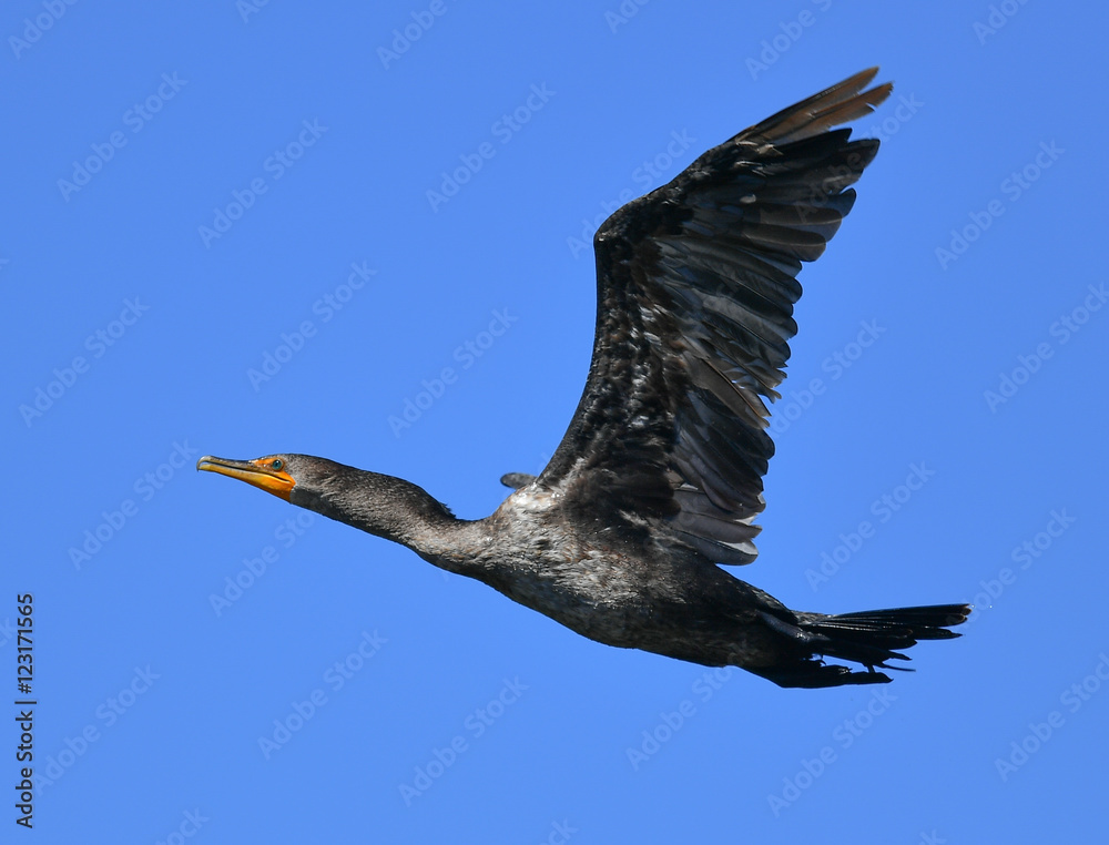 Fototapeta premium Cormorants wings spread