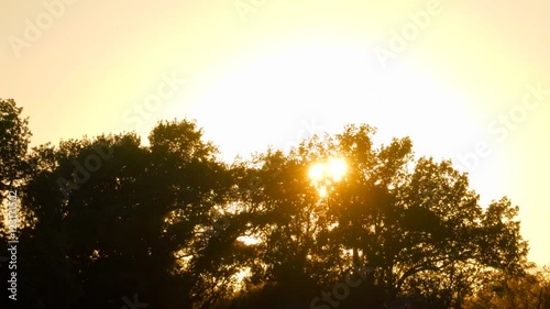 Sonnenuntergang mit Baum Sonne flimmert durch das Blattwerk