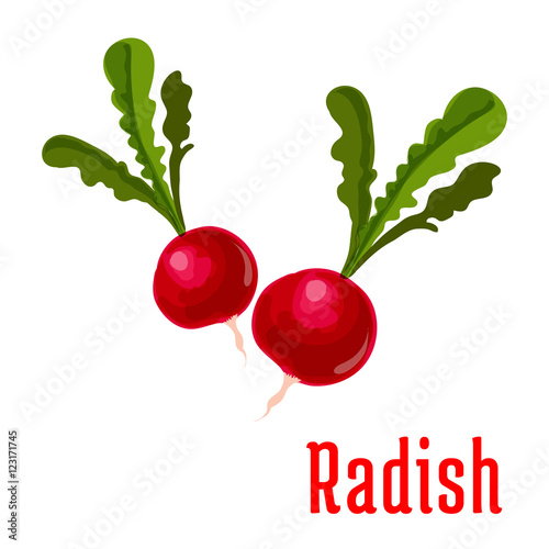 Radish tuber vegetable plant icon