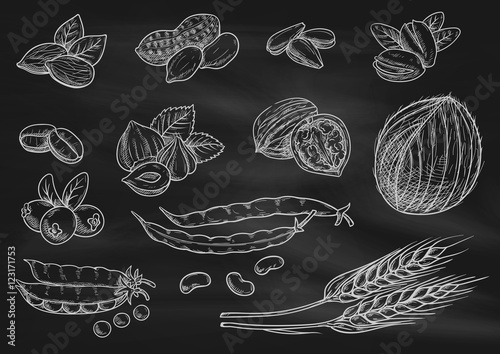 Nuts, grain chalk sketch icons on blackboard