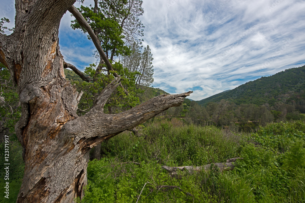 Fototapeta premium Old oak in valley