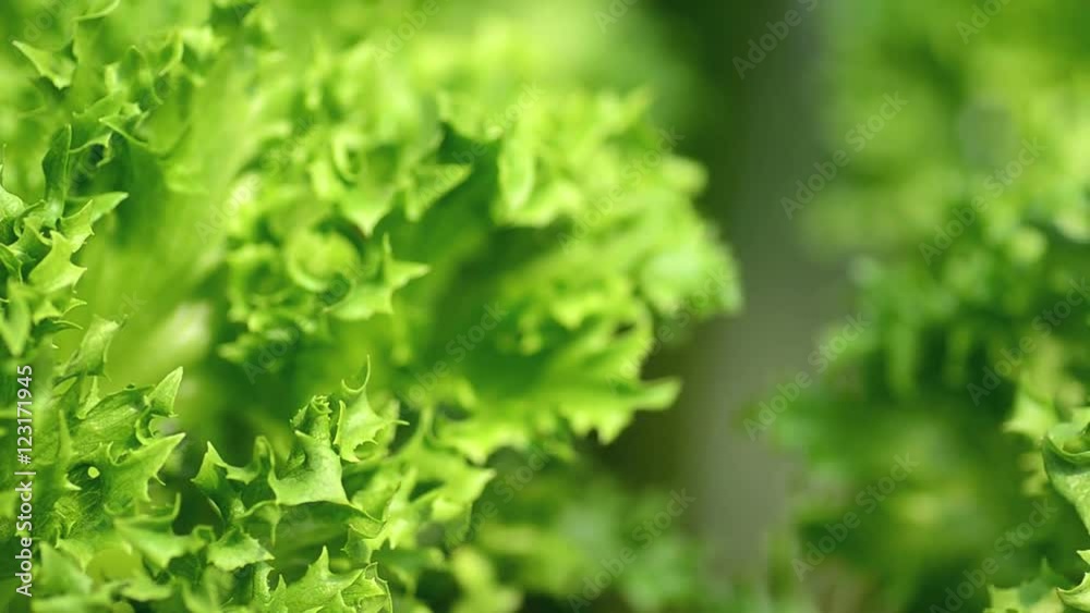 Green Salad Leaves Macro Closeup Shooting,Frill iceberg leaves lettuce Green Salad Leaves Macro Closeup Shooting,Frill iceberg leaves lettuce