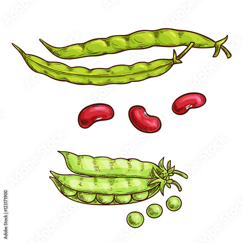 Green pea pod and beans sketch icons