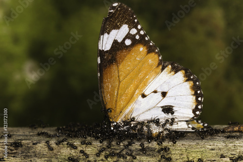 Fotografia Circle of life - a group of ants infest and take a butterfly which is dead to the nest