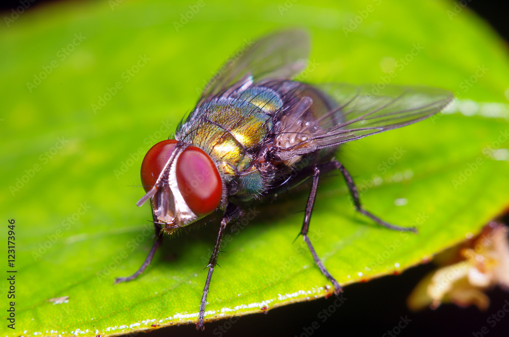 Fly insect in the garden Fly insect in the garden