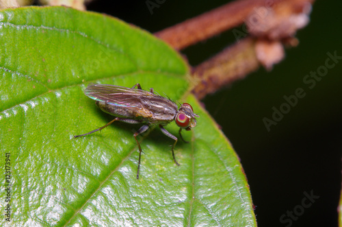 Fly insect in the garden