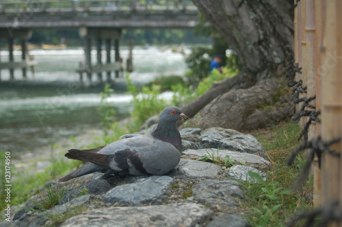 Resting Bird