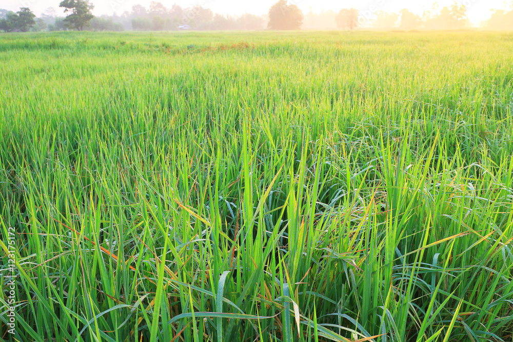 Green rice farm in Thailand