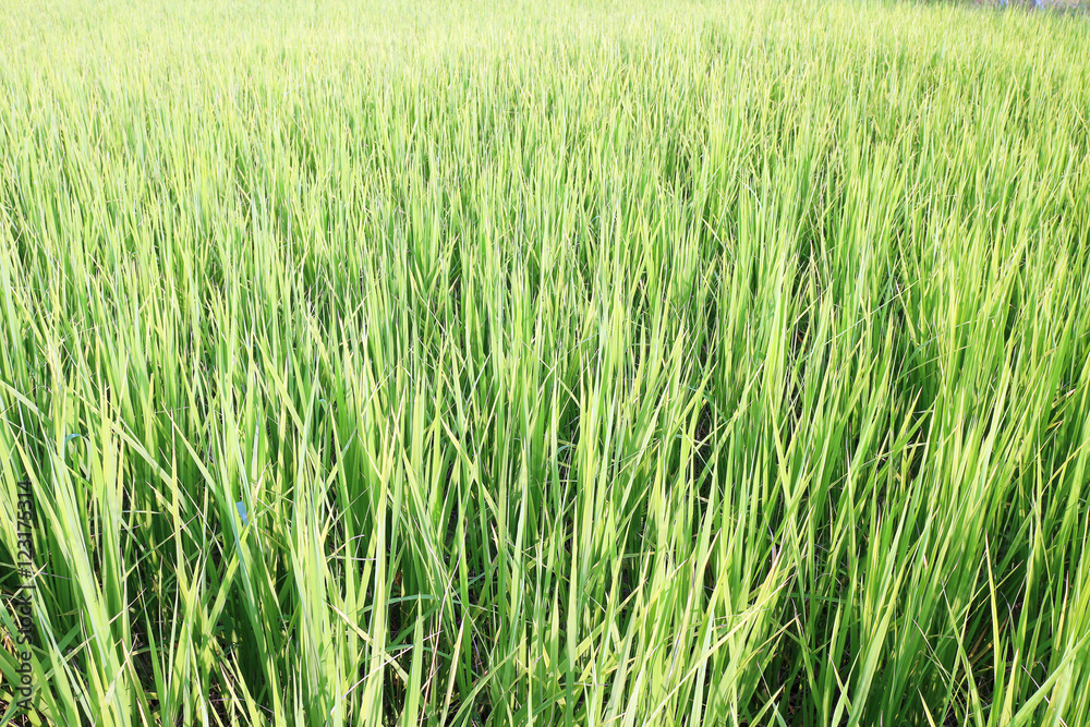 Green rice farm in Thailand
