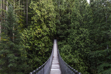 Wandcirkels Olijfgroen Hangbrug door groen Vancouver bos  © kaiyhun