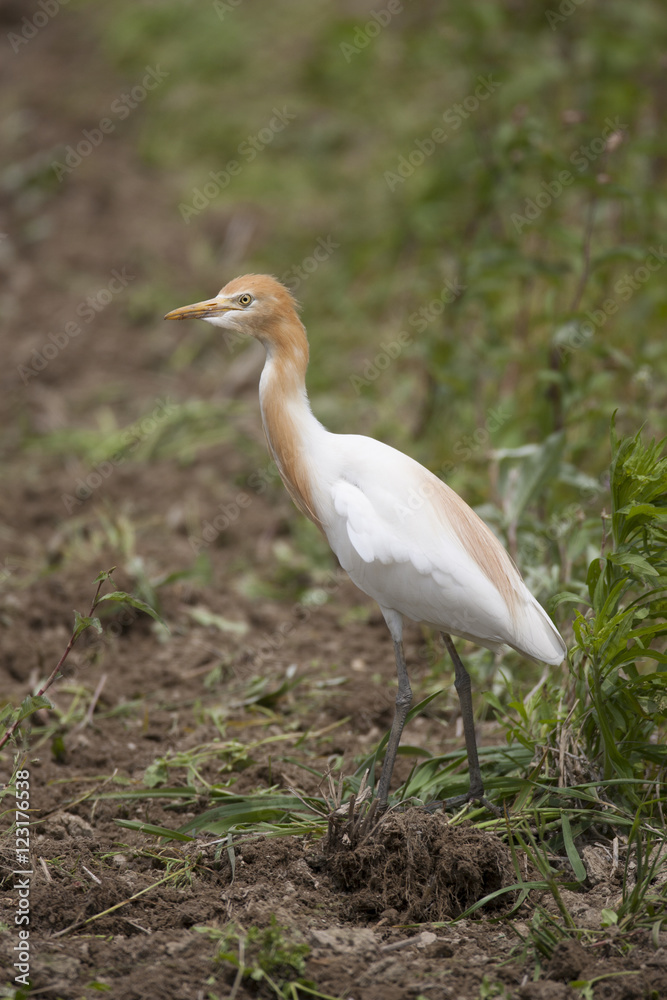 Cattle egret/ This is wild bird photo which was took in Japan Aichi-pref. This bird name is Cattle egret.