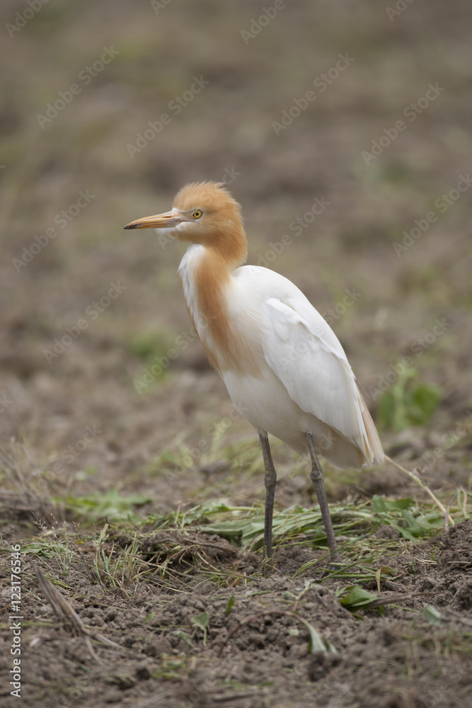 Cattle egret/ This is wild bird photo which was took in Japan Aichi-pref. This bird name is Cattle egret.