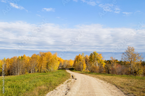 Winding gravel road dividing forest of yellow colored autumn trees in a countryside landscape