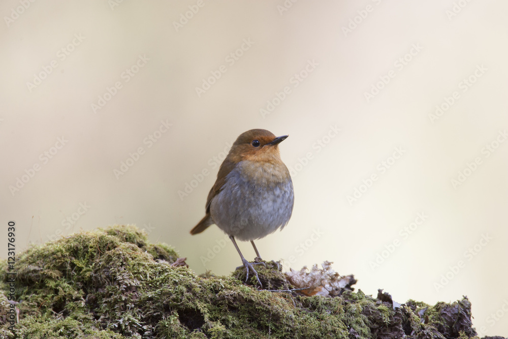 Fototapeta premium Japanese robin/ This is wild bird photo which was took in Japan Aichi-pref. This bird name is Japanese robin.