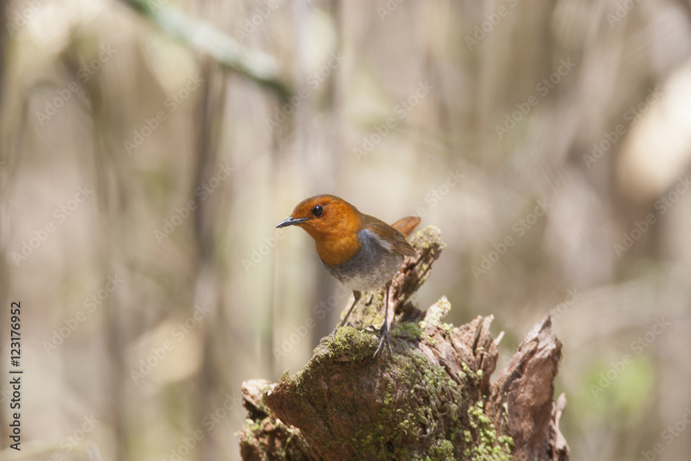 Japanese robin/ This is wild bird photo which was took in Japan Aichi-pref. This bird name is Japanese robin. Japanese robin/ This is wild bird photo which was took in Japan Aichi-pref. This bird name is Japanese robin.