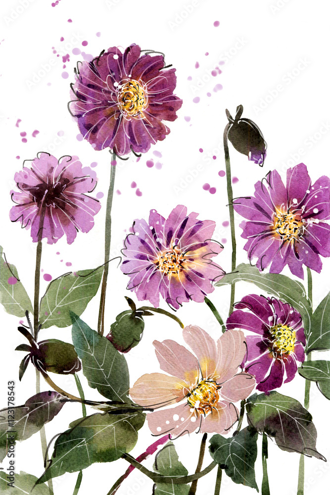 Obraz Akwarela malarstwa bukiety Kwiat Dahlia purpurowy na białym tle. Przestrzeń położyć tekst