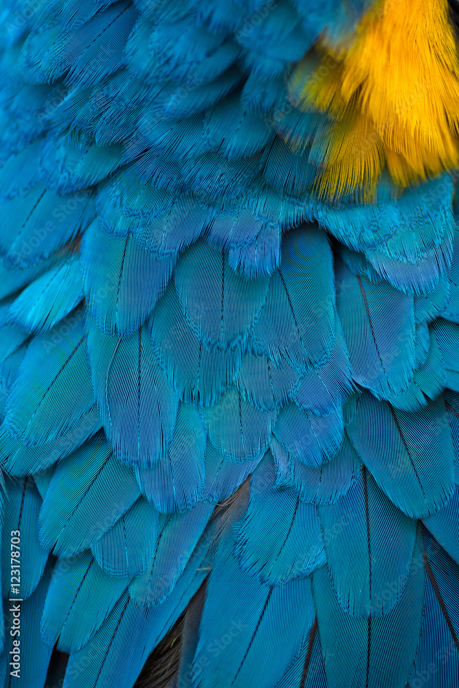 Obraz premium Colorful of Scarlet macaw bird's feathers with yellow and blue shades
