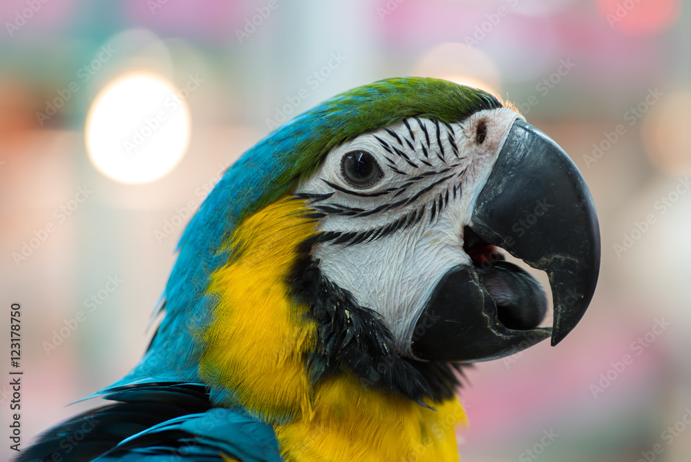  a close-up Macaw parrot
