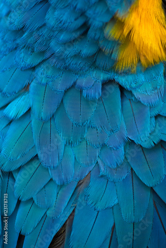 Colorful of Scarlet macaw bird's feathers with yellow and blue shades