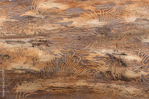 Tableau sur toile wood trunk bark beetle texture