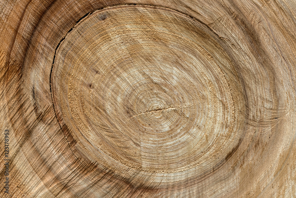 Naklejka premium wood trunk sawing texture