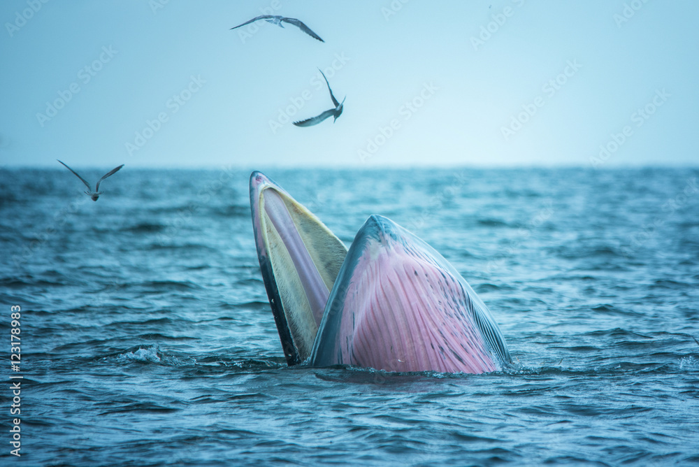 Naklejka premium Bryde's whale of gulf of Thailand