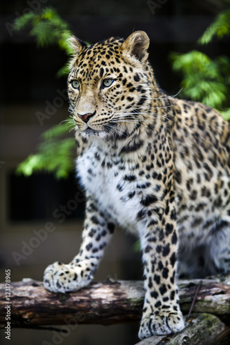 A closeup of a leopard