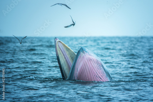 Bryde's whale of gulf of Thailand