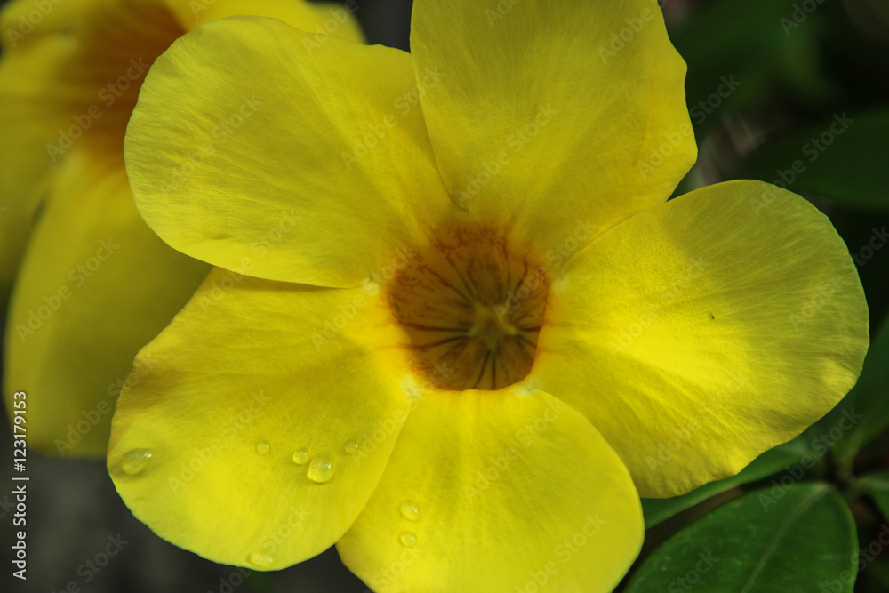 Yellow Allamanda Flower Yellow Allamanda Flower