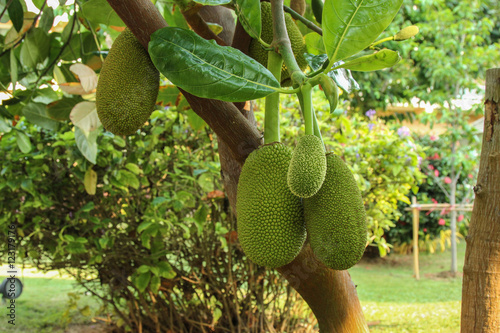 Jackfruit Tree and young Jackfruits photo