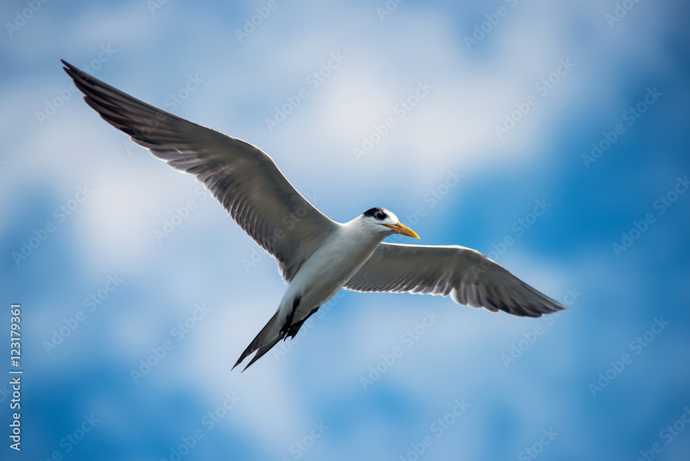 Obraz premium Seagulls in Gulf of Thailand