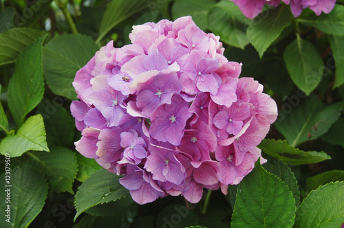 Purple blossoms