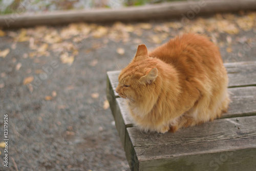 Brown cat sitting on wooden bench
