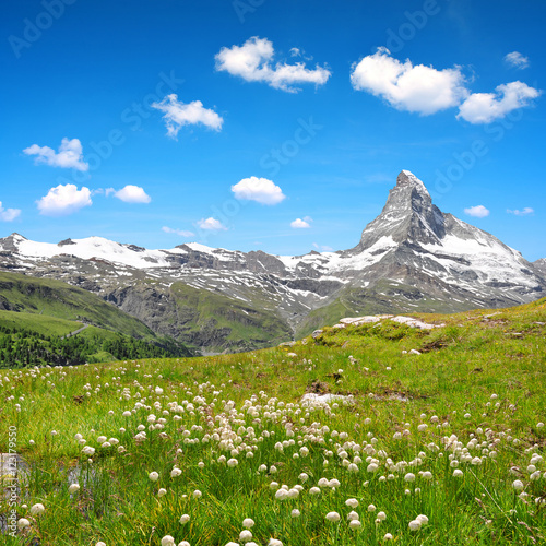 Views of the mountain Matterhorn with cottongrass on meadow in the foreground, Pennine alps in Switzerland.
