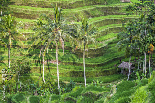 terraced rice-fields step in Bali