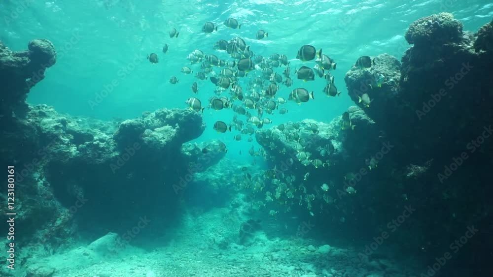 Underwater on the fore reef, shoal of tropical fish whitespotted surgeonfish, Acanthurus guttatus, Huahine island, Pacific ocean, French Polynesia
