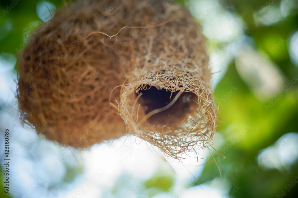 Obraz premium skylark nests with soft focus