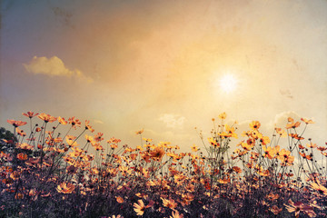 Fototapete Honigfarbe Weinleselandschaftsnaturhintergrund des schönen Kosmosblumenfeldes auf Himmel mit Sonnenlicht. Retro-Farbton-Filtereffekt  © jakkapan