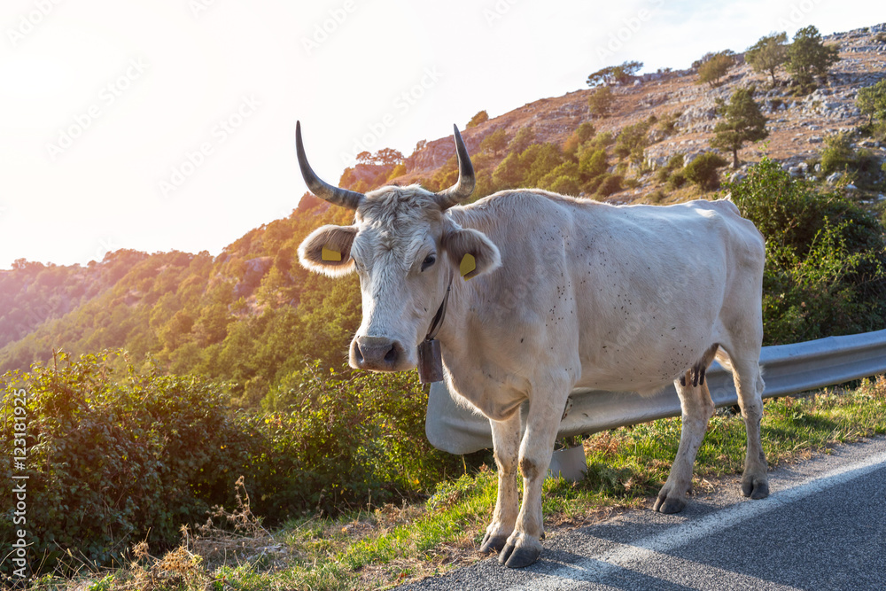 Cow is on trail in mountains Sanctuary Mentorella, Lazio, Italy Cow is on trail in mountains Sanctuary Mentorella, Lazio, Italy