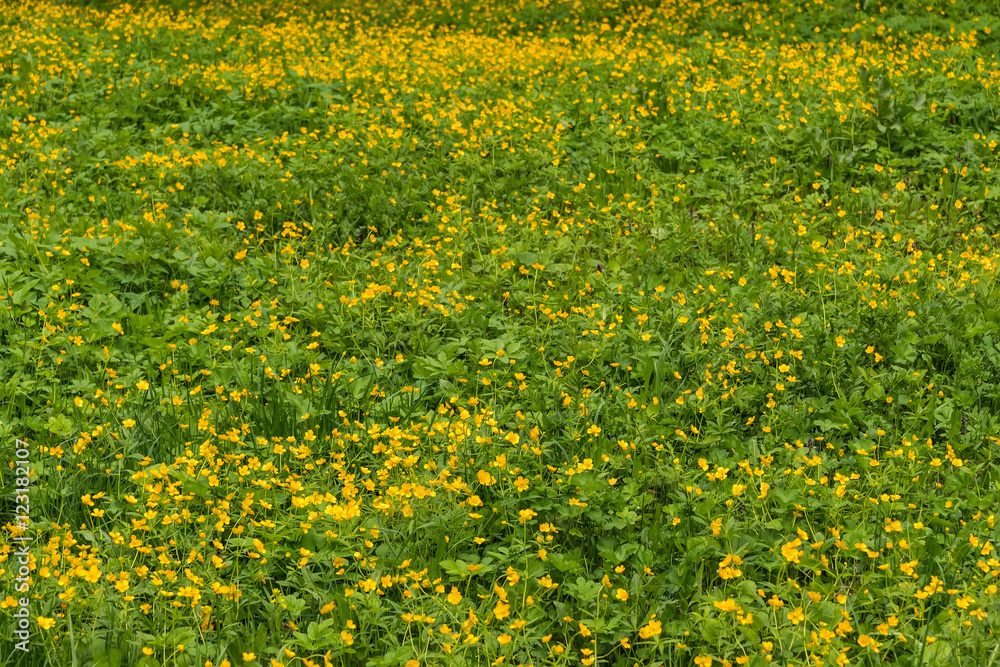 buttercups flowers meadow
