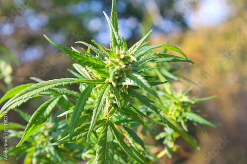 Cannabis  Marijuana  plant