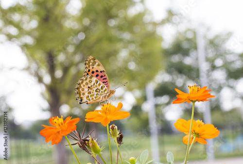 黄花コスモスとヒョウモン蝶 photo