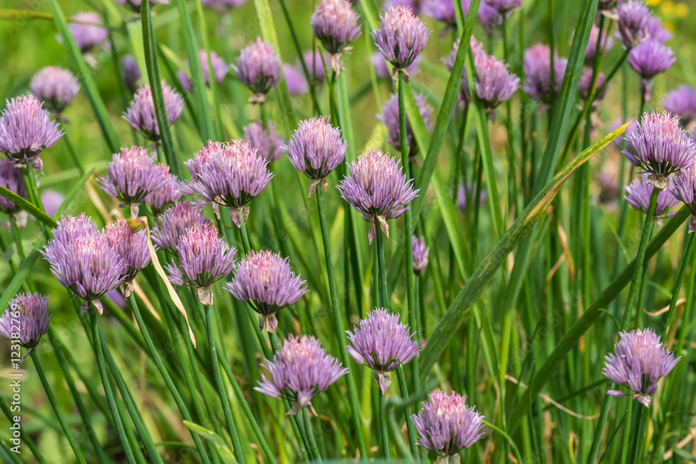 onion flower plant vegetables