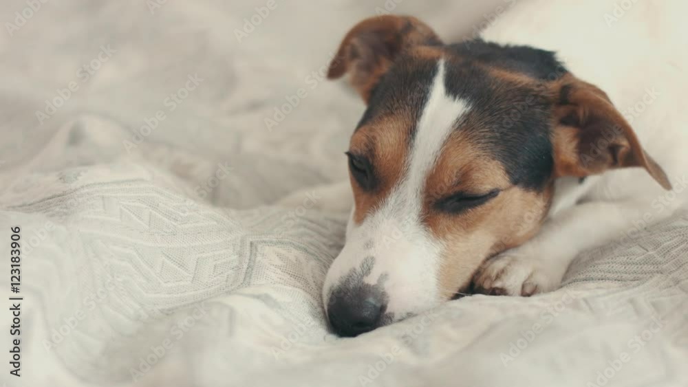 small dog breed the Jack Russell Terrier lays on the bed and looks sad into the camera small dog breed the Jack Russell Terrier lays on the bed and looks sad into the camera