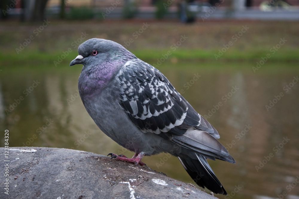 Obraz premium Gołąb w parku