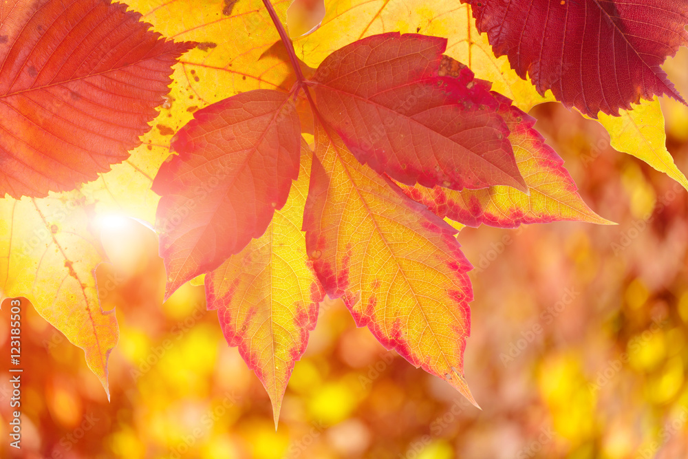 leaves of autumn trees