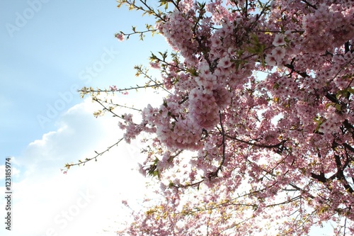 河津桜
