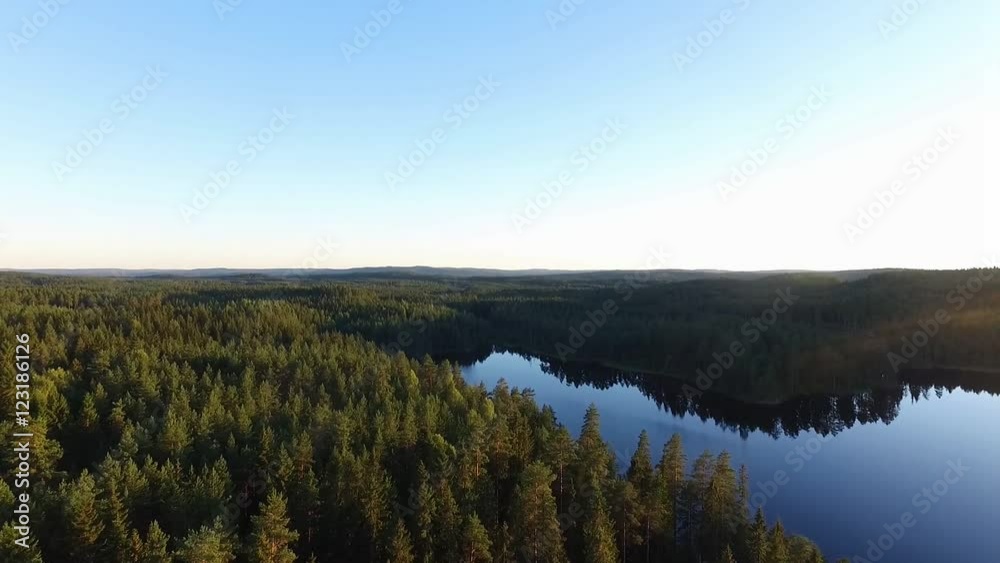 swedish forest in summer - sweden swedish forest in summer - sweden
