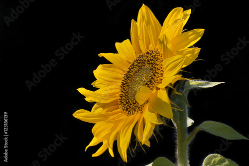 sunflower isolated on a black background