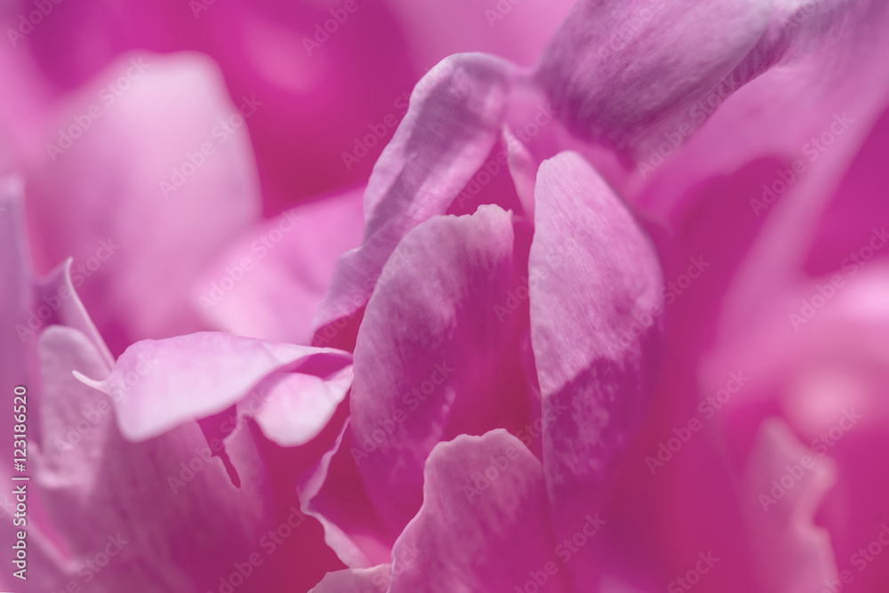 pink abstract flower background